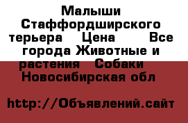 Малыши Стаффордширского терьера  › Цена ­ 1 - Все города Животные и растения » Собаки   . Новосибирская обл.